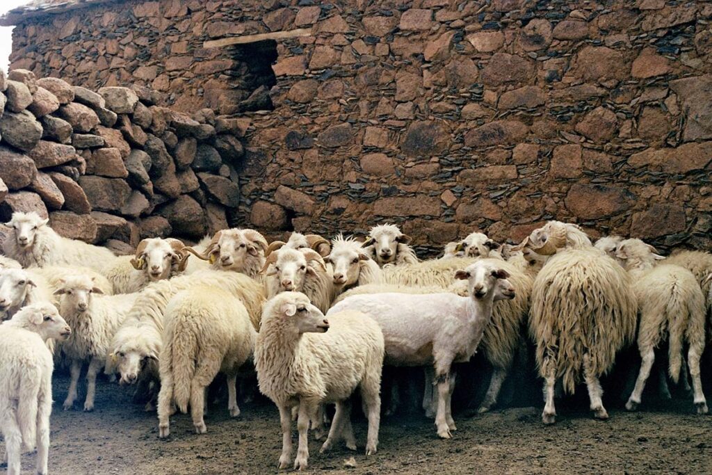 Moroccan sheep grazing in Atlas Mountains producing premium natural wool for authentic handmade Berber rugs